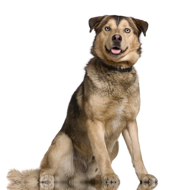 How much should I feed my German shepherd husky mix? 