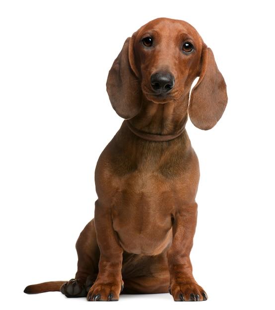 How often should you take a 6 month old puppy out? 
