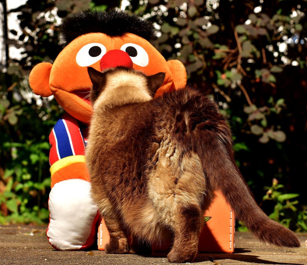 How old is Bert and Ernie? 