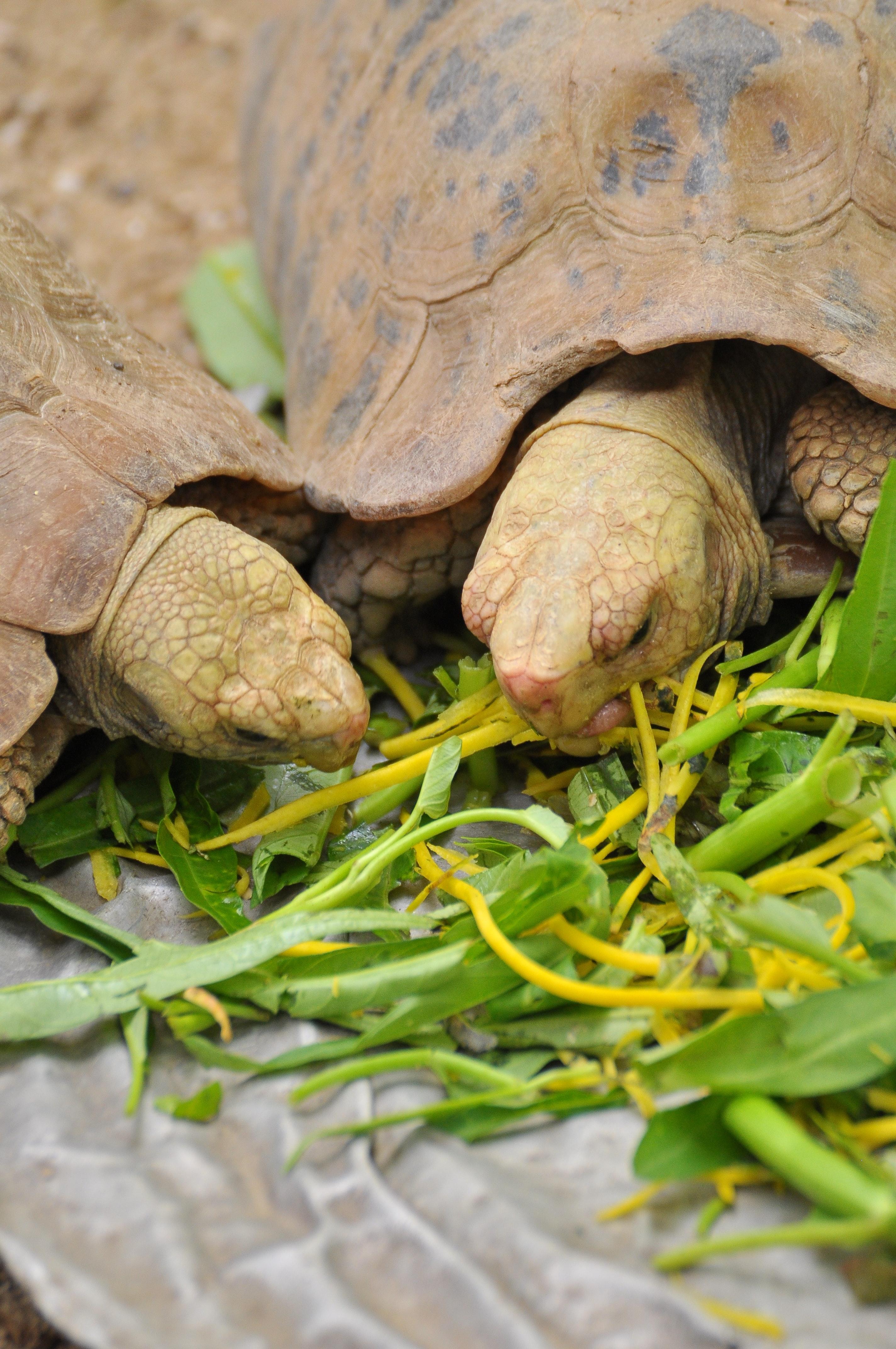 How can you tell the age of a gopher tortoise? 