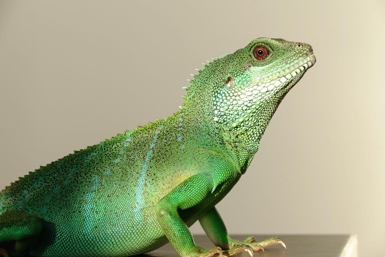How can you tell how old your water dragon is? 