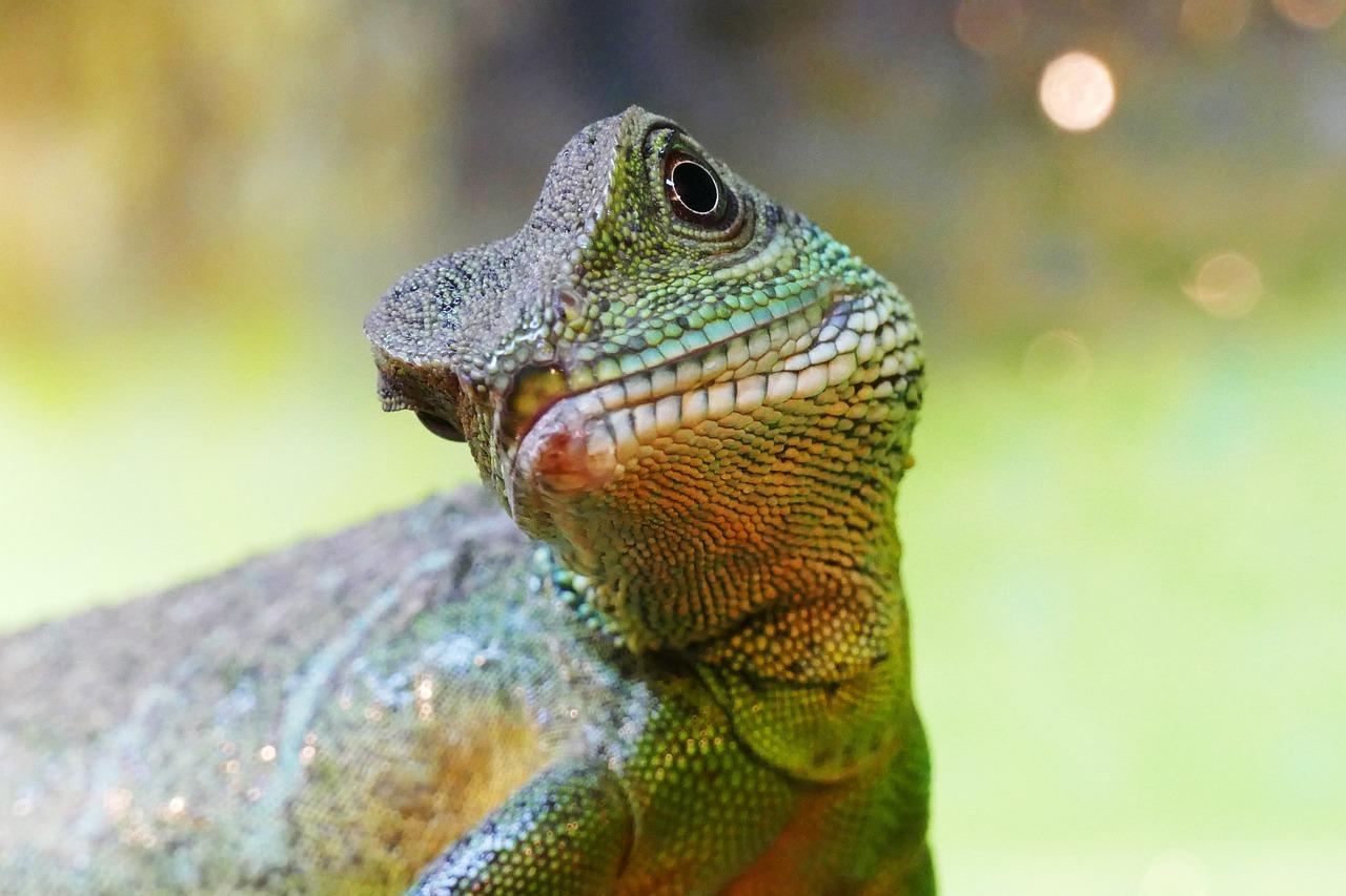 How can you tell how old your water dragon is? 