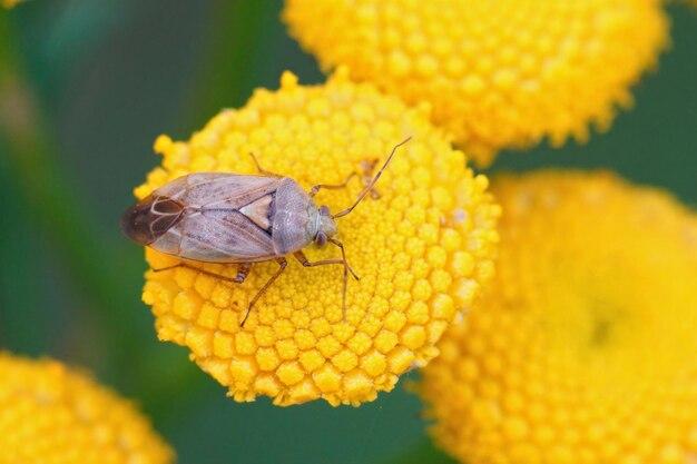 How do you get rid of lygus bugs? 