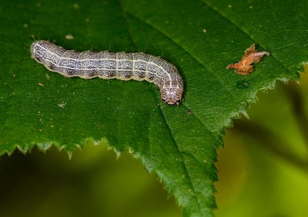 How do I get rid of tent caterpillars with Dawn? 
