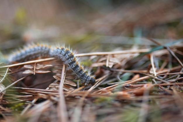How do I get rid of tent caterpillars with Dawn? 