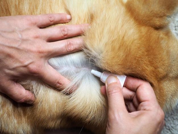 How do you get rid of ticks on newborn puppies? 