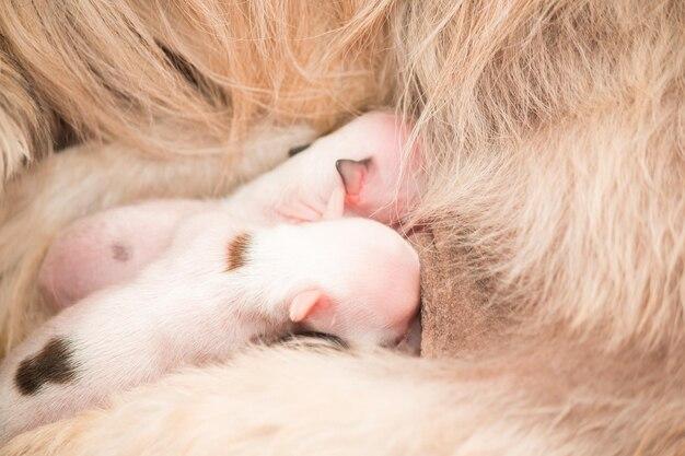 How do you get rid of ticks on newborn puppies? 