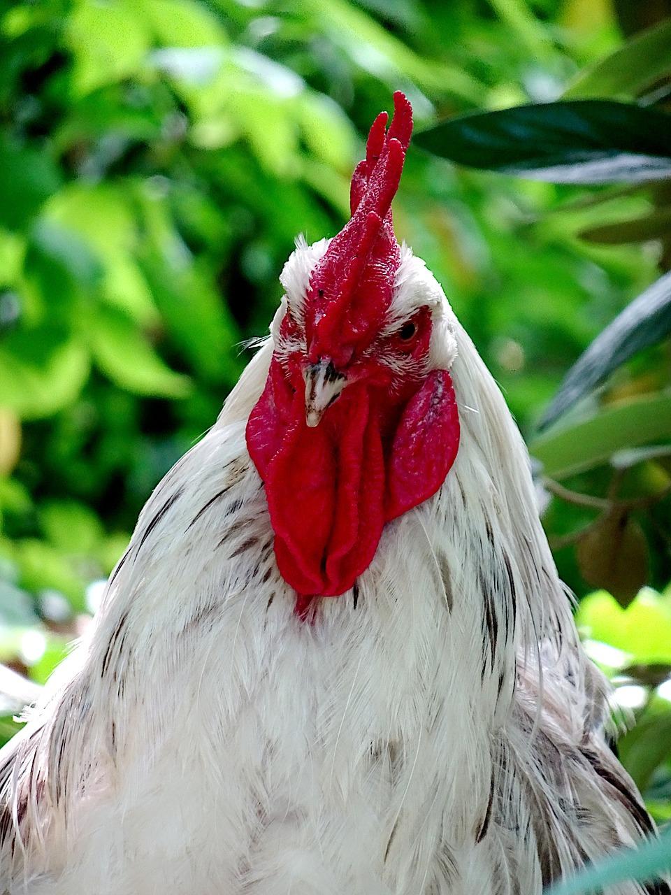 How do I get my first free Rooster Teeth? 