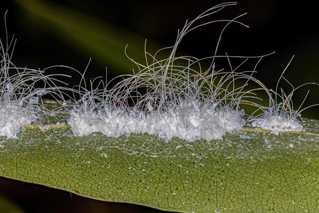 How do you get rid of whiteflies naturally? 