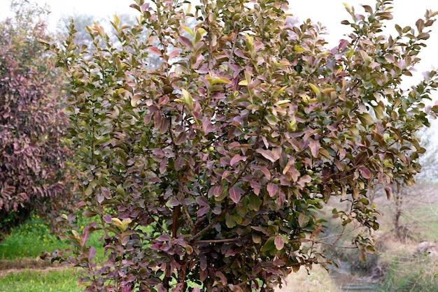 How do you prune a Sweetbay magnolia tree? 