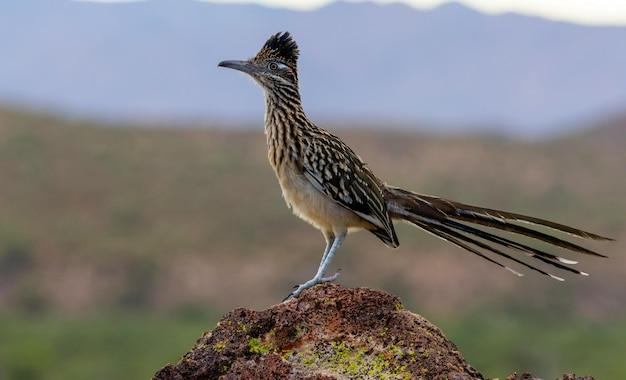 How do I retrieve my roadrunner email? 