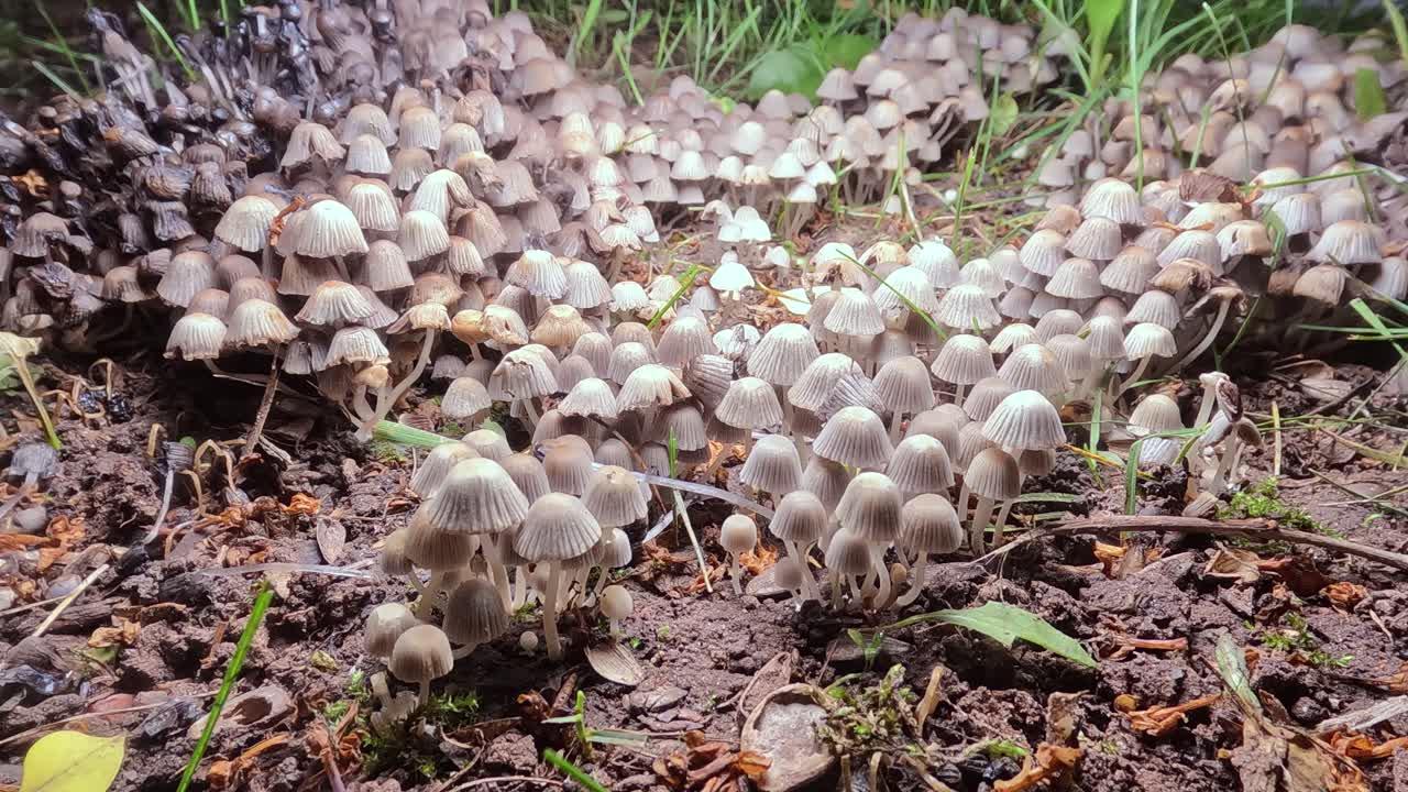 How do you know when fungus is dying? 
