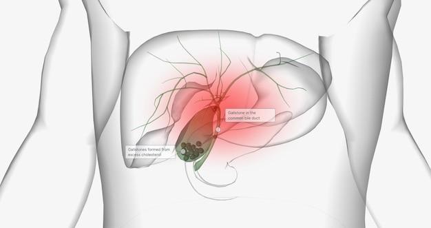 In which body cavities is the liver located? 