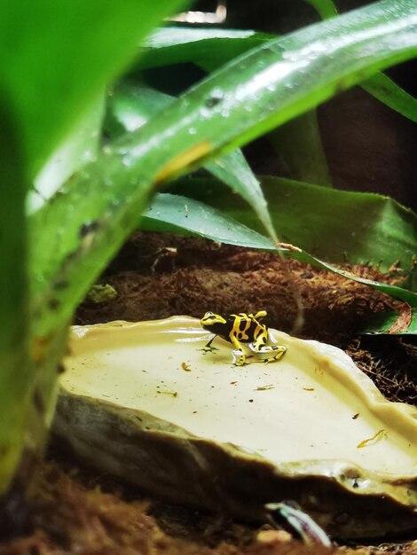 Is a bee a decomposer? 