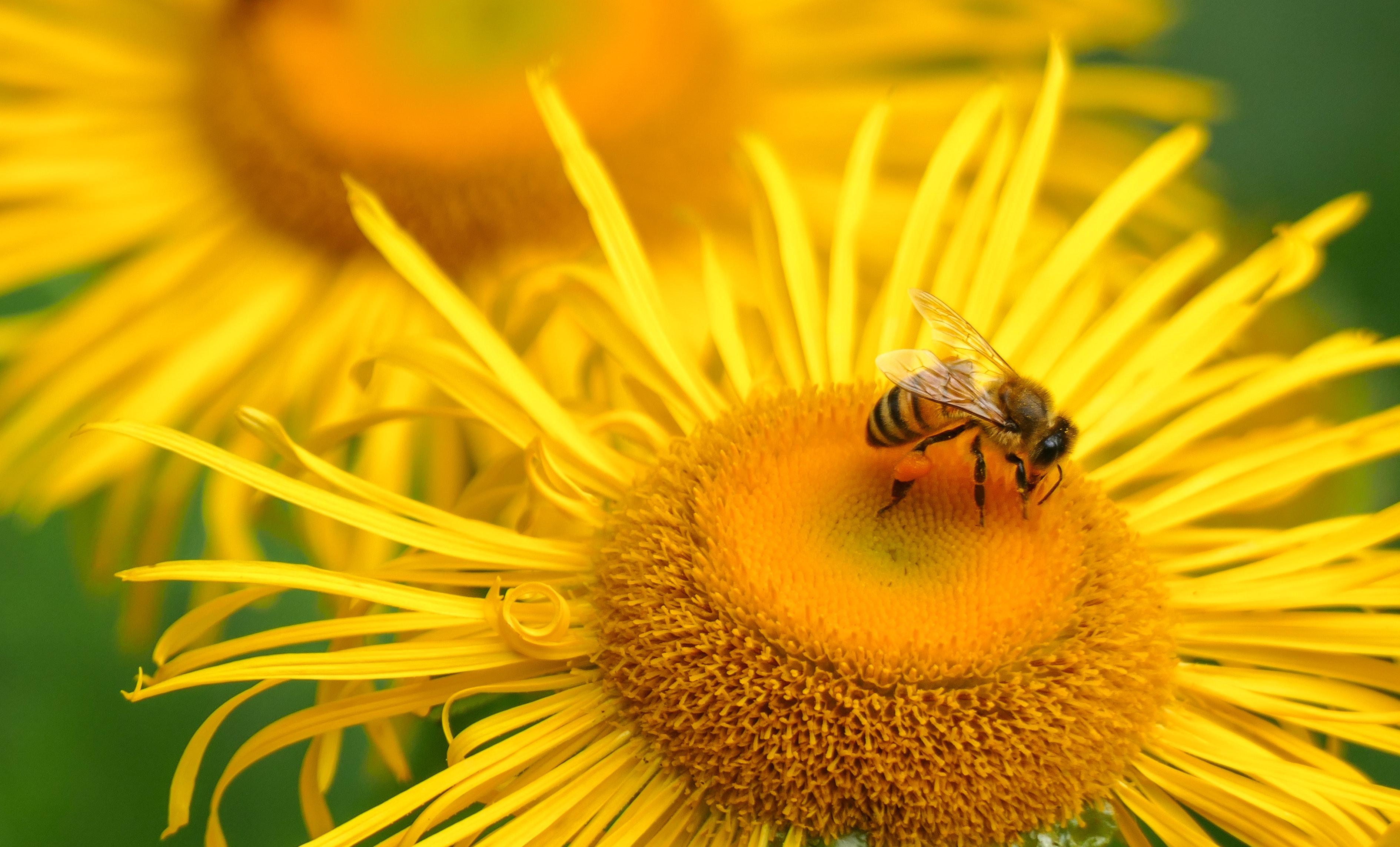 Is a bee a decomposer? 