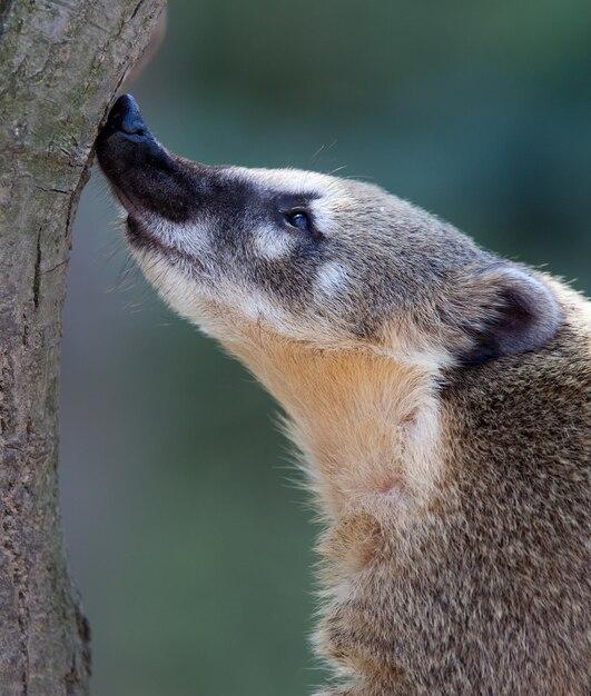 Is a bobcat omnivore? 