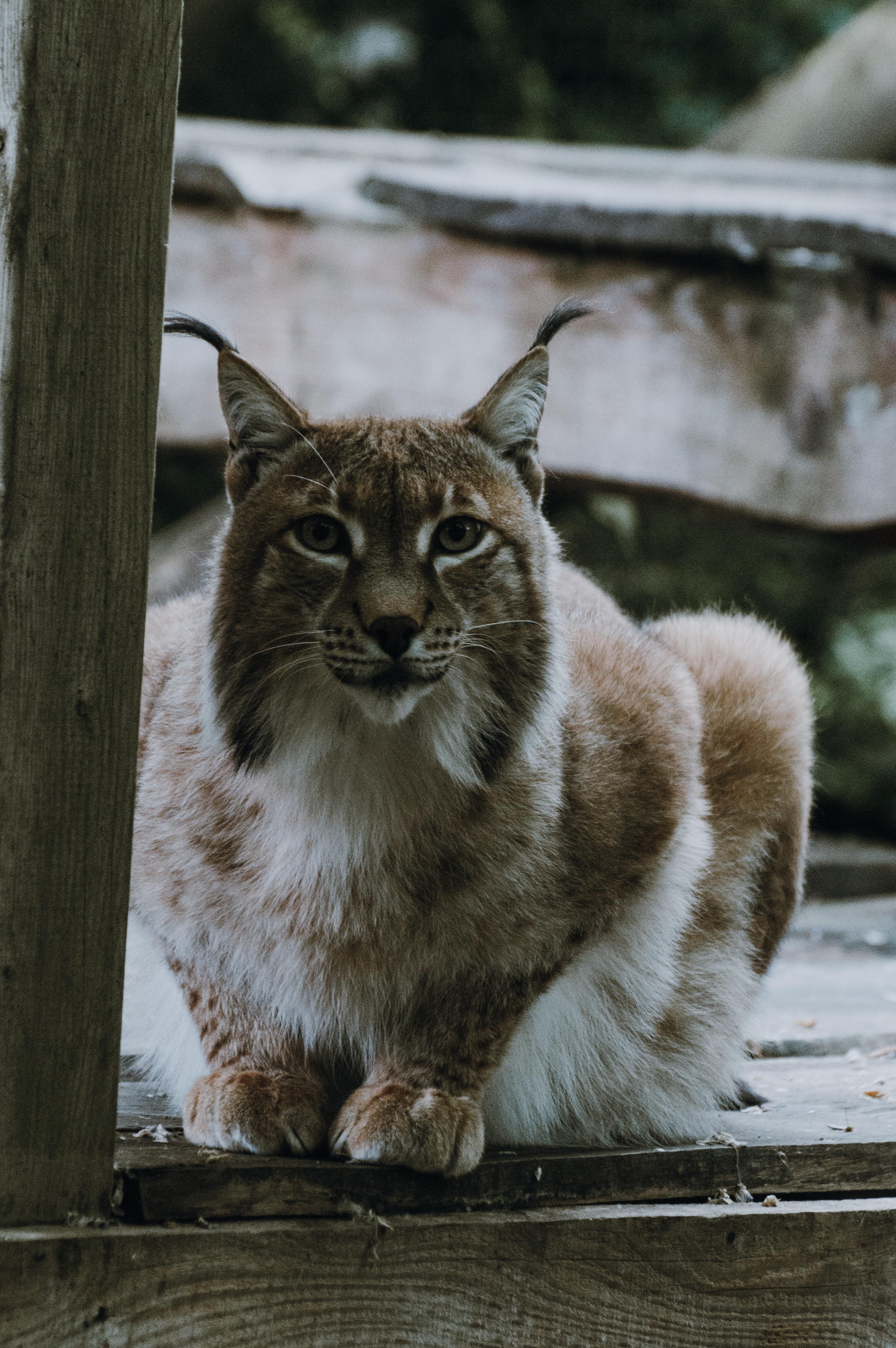 Is a bobcat omnivore? 