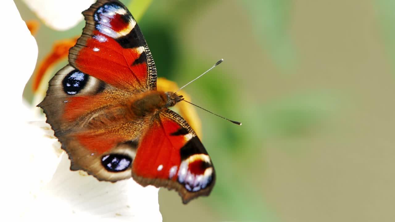 Is a Butterfly a herbivore? 