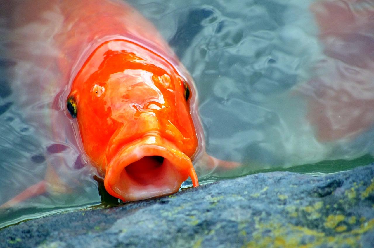 Is a fish a producer? 