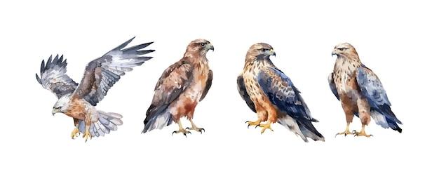 Is a hawk a herbivores? 
