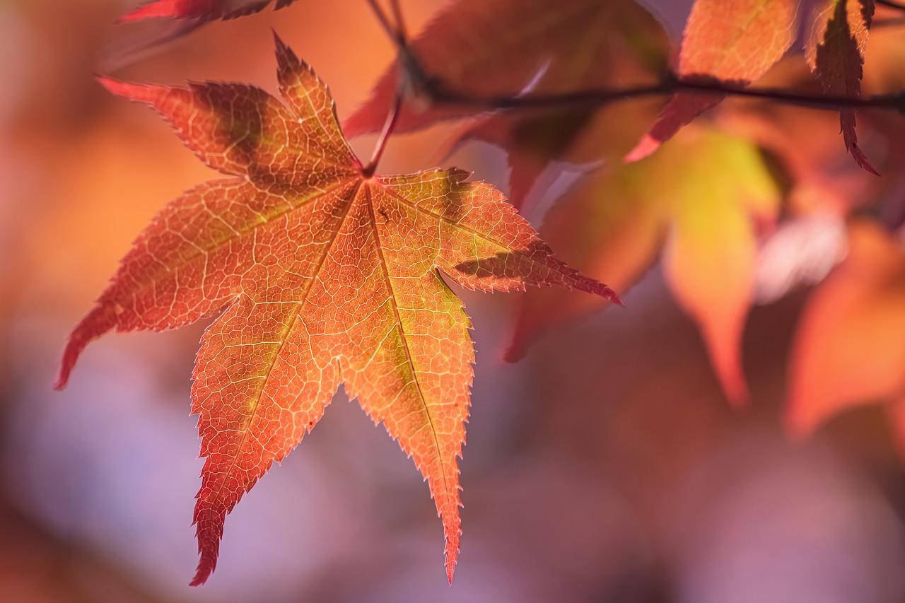 Is a maple tree a producer or consumer? 