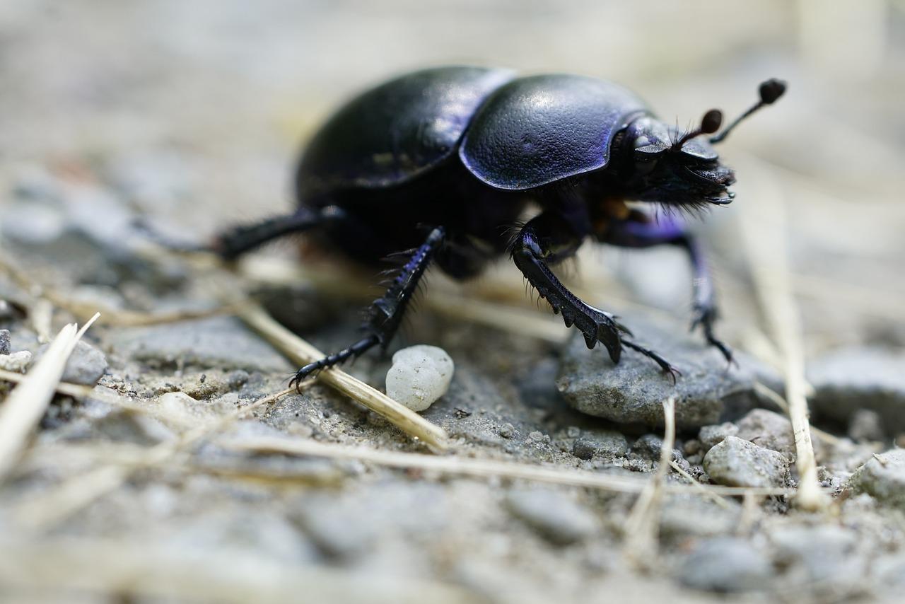 Is dung beetle Decomposer? 