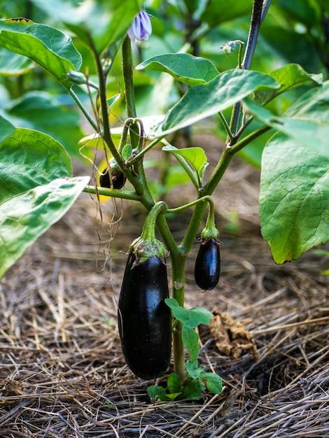 Is eggplant a herb or shrub? 