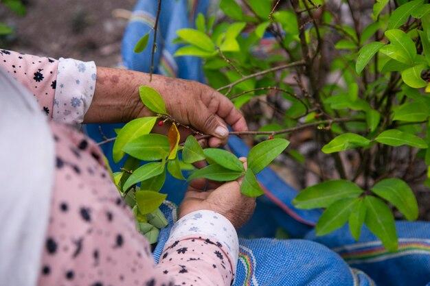 Is it illegal to have a coca plant? 