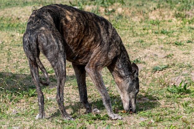 Is it normal for dogs to be skinny after having puppies? 