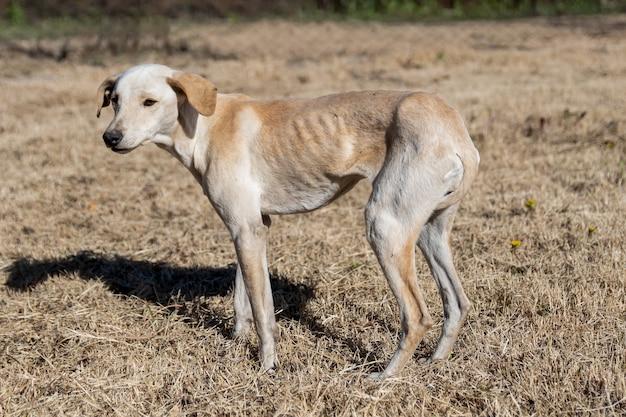 Is it normal for dogs to be skinny after having puppies? 