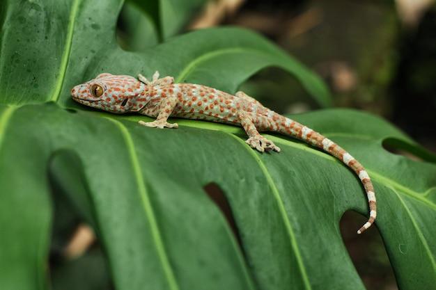 Is it spelled Gekko or gecko? 