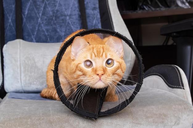 When can I take my dogs cone off after neutering? 