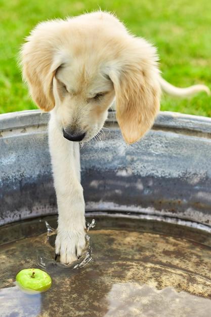 How do I know if my Goldendoodle is in heat? 