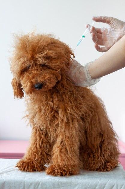 Is my puppy safe after 2nd vaccination? 