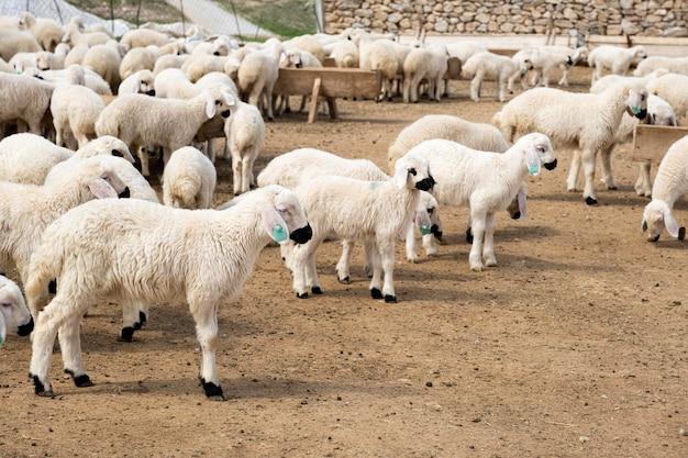 Is it correct to say sheeps? 