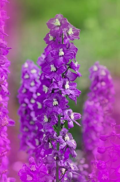 Is smoking salvia legal in Texas? 