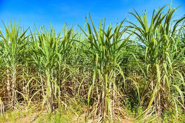 Is sugar cane a cash crop? 
