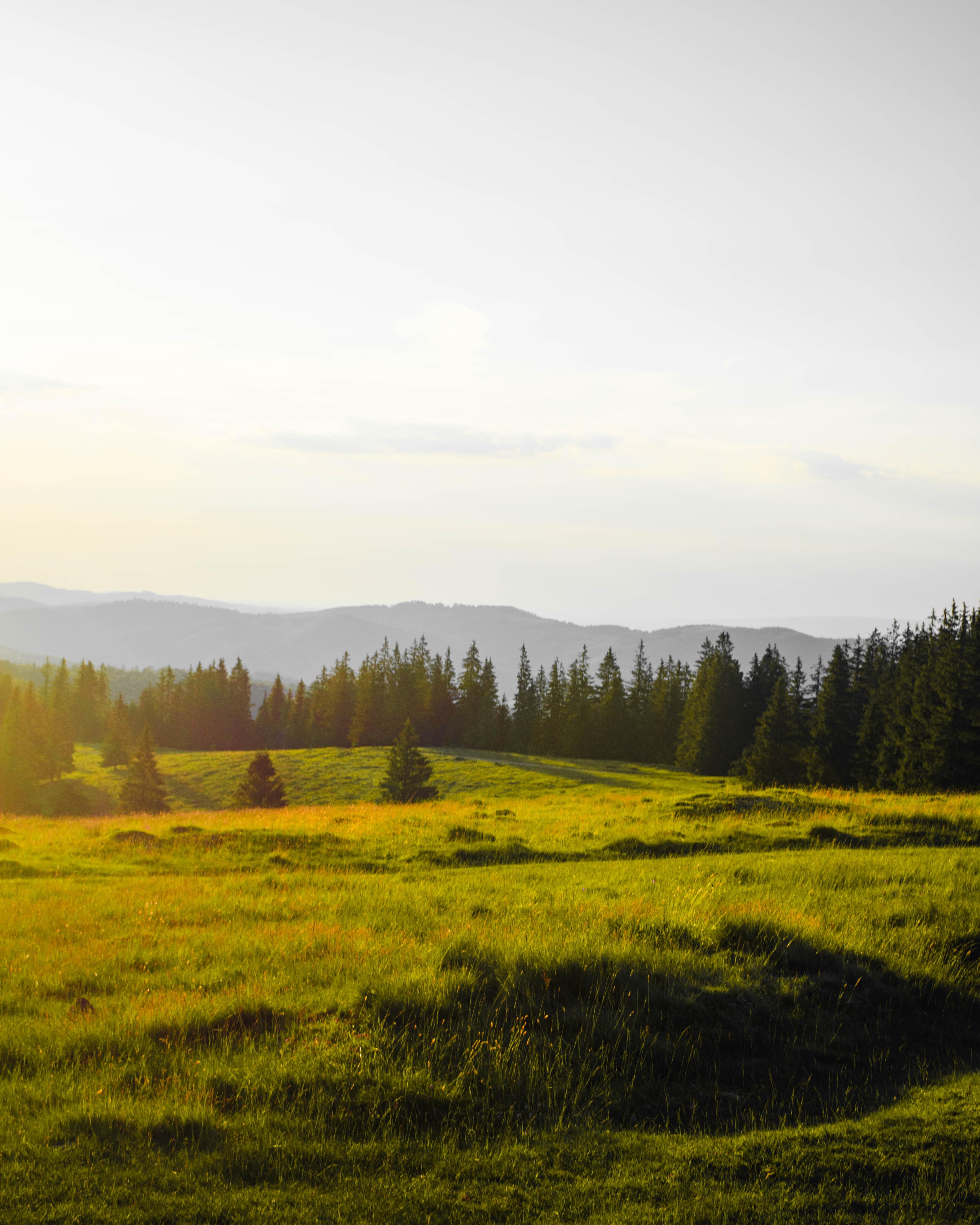 Is timothy or orchard grass better for horses? 