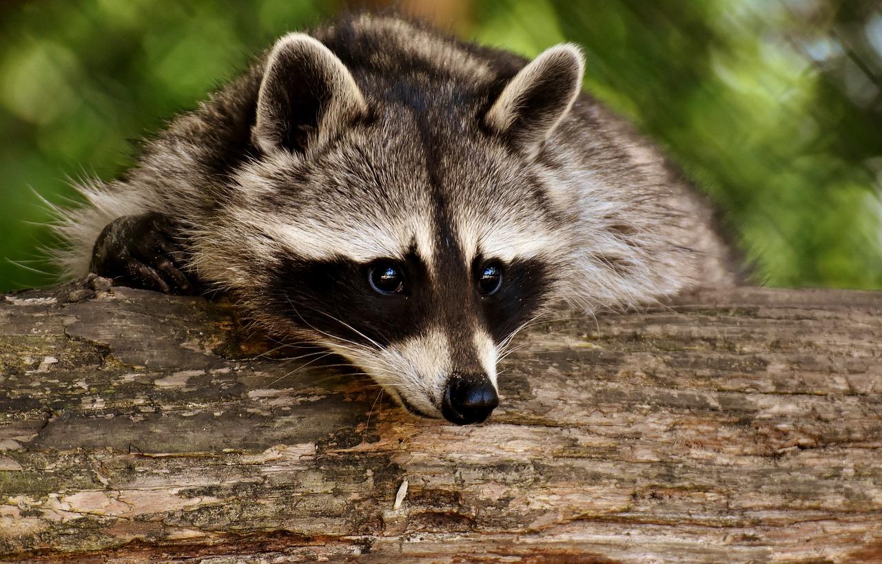 What states is it legal to own a raccoon? 