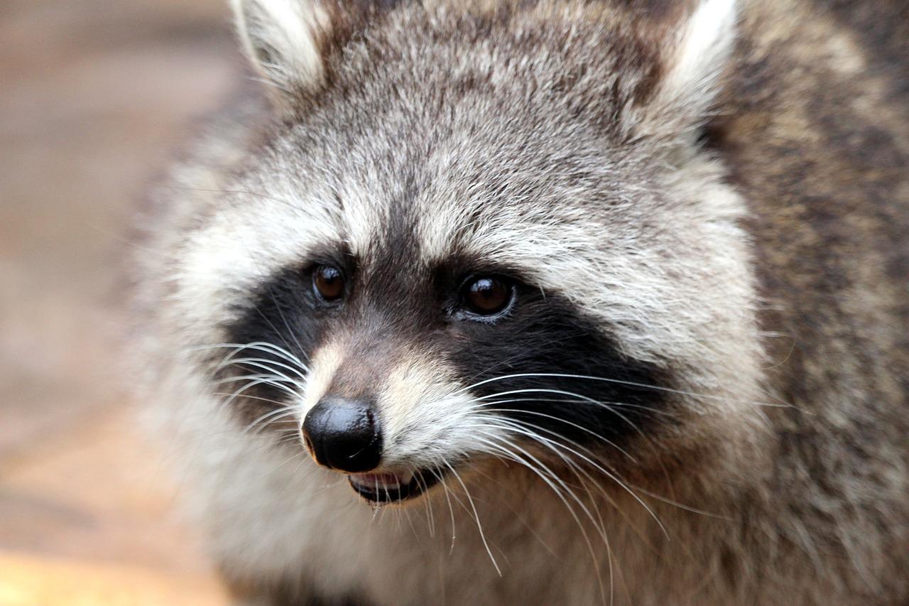 What states is it legal to own a raccoon? 