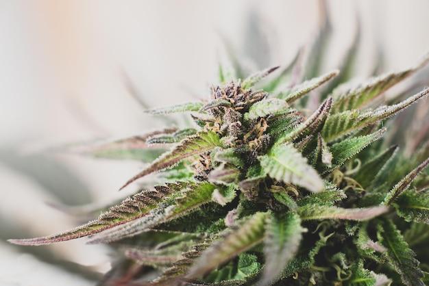 How much does OG Kush cost? 