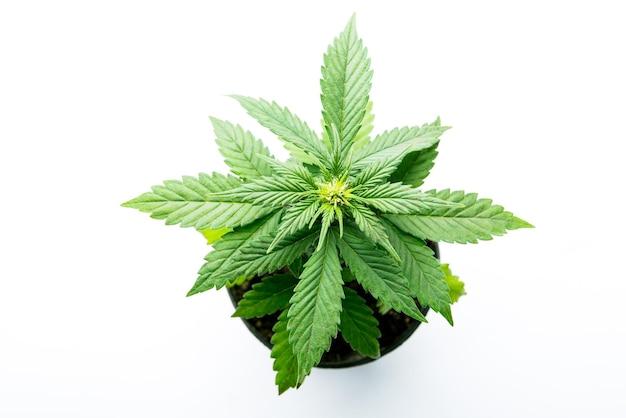 How much does OG Kush cost? 