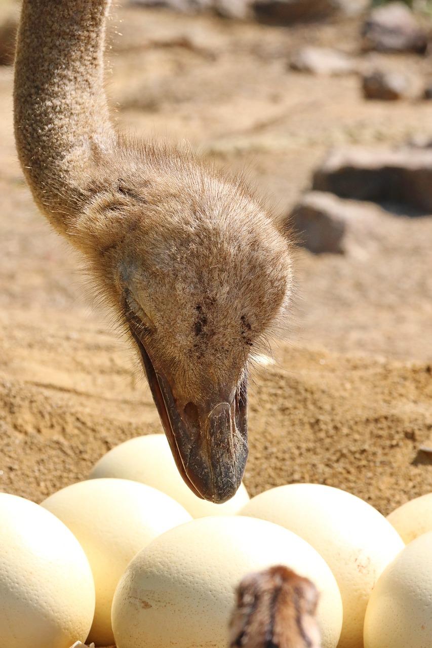 How many cells does a ostrich egg have? 