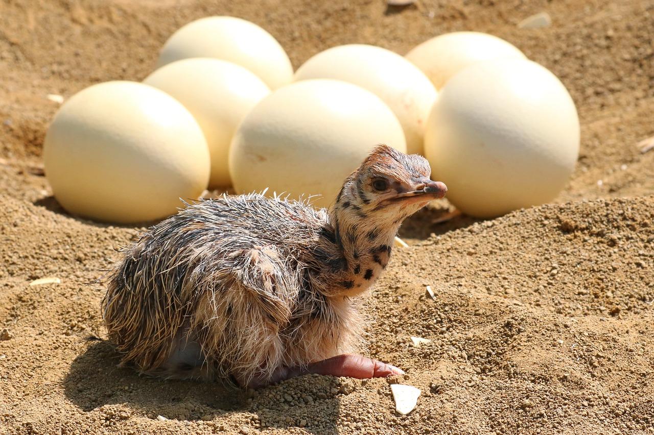 How many cells does a ostrich egg have? 