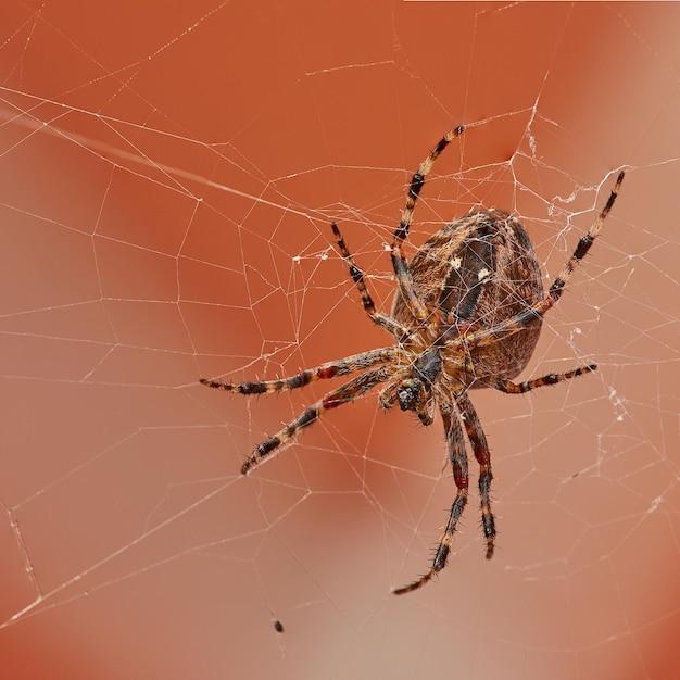 What kind of spider has red and black striped legs? 