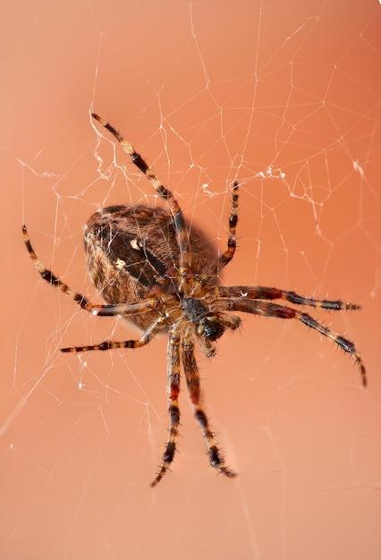 What kind of spider has red and black striped legs? 