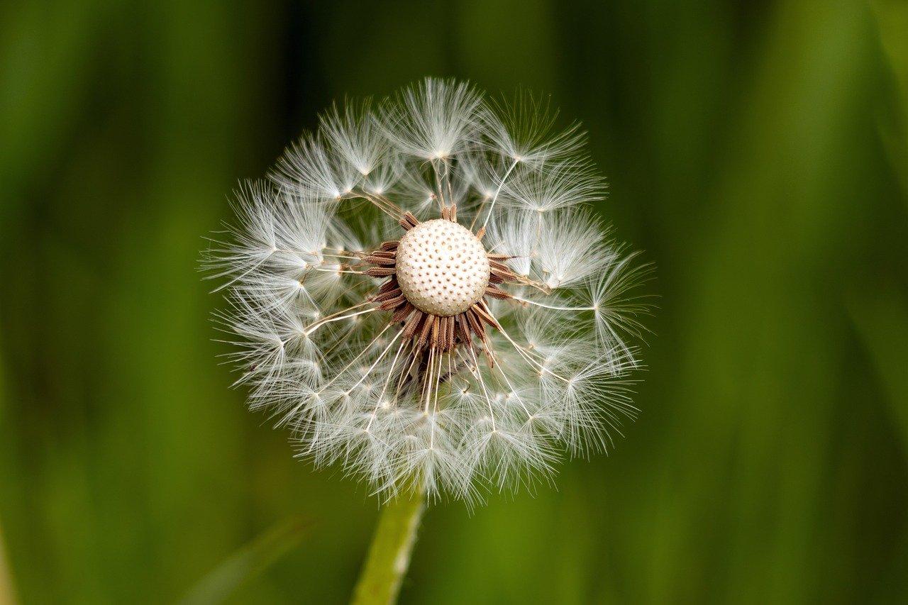 What are some examples of resilience in nature? 