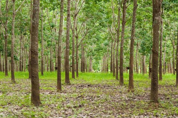 When rubber plantation started in Kerala? 