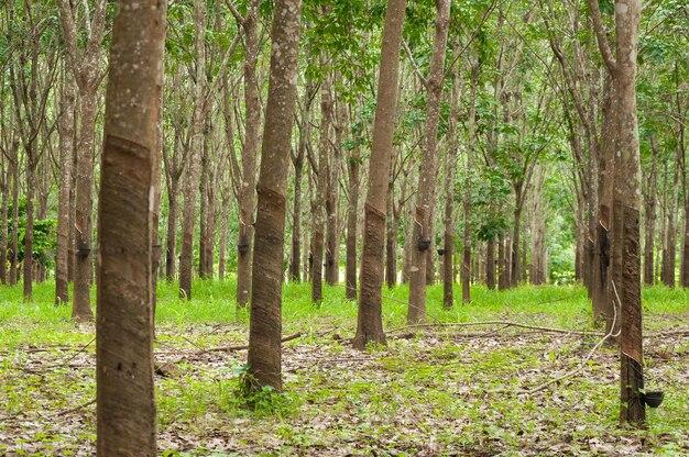 When rubber plantation started in Kerala? 