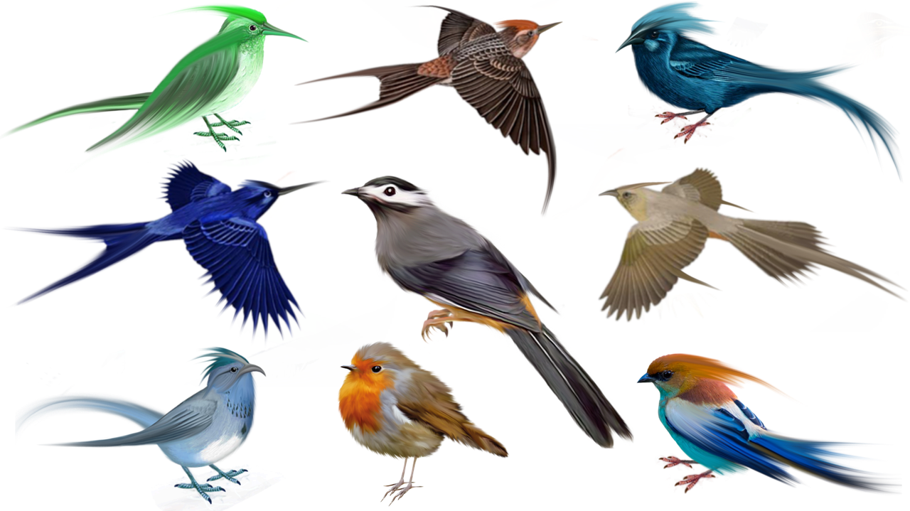 How can we save birds and animals? 